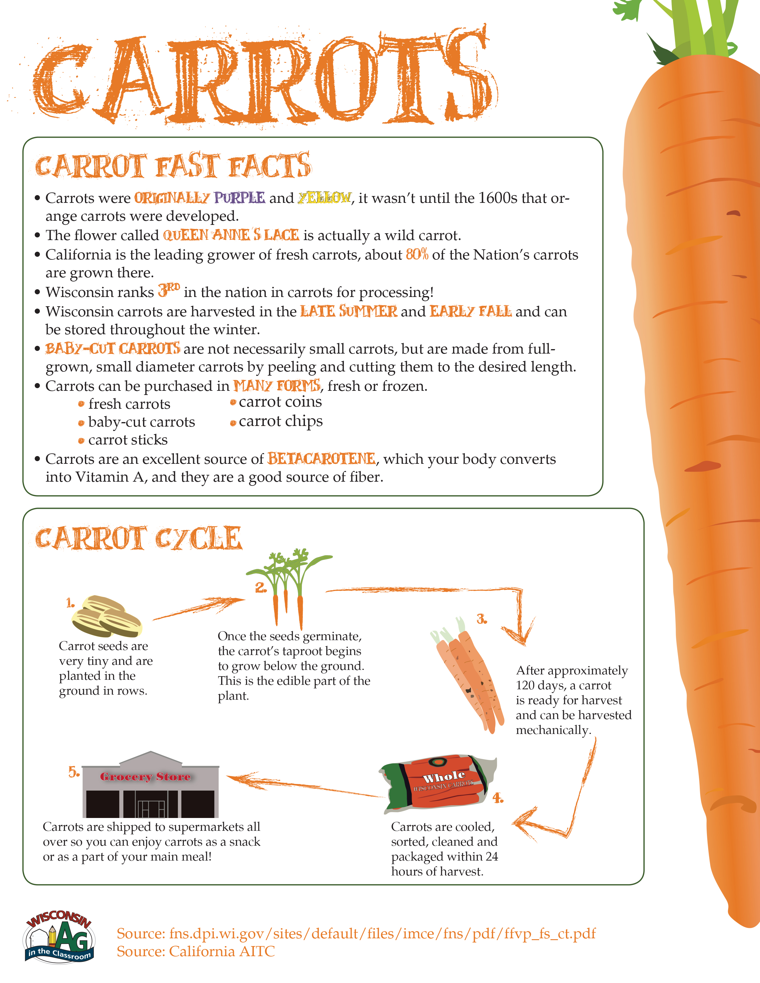 Carrots Fact Sheet