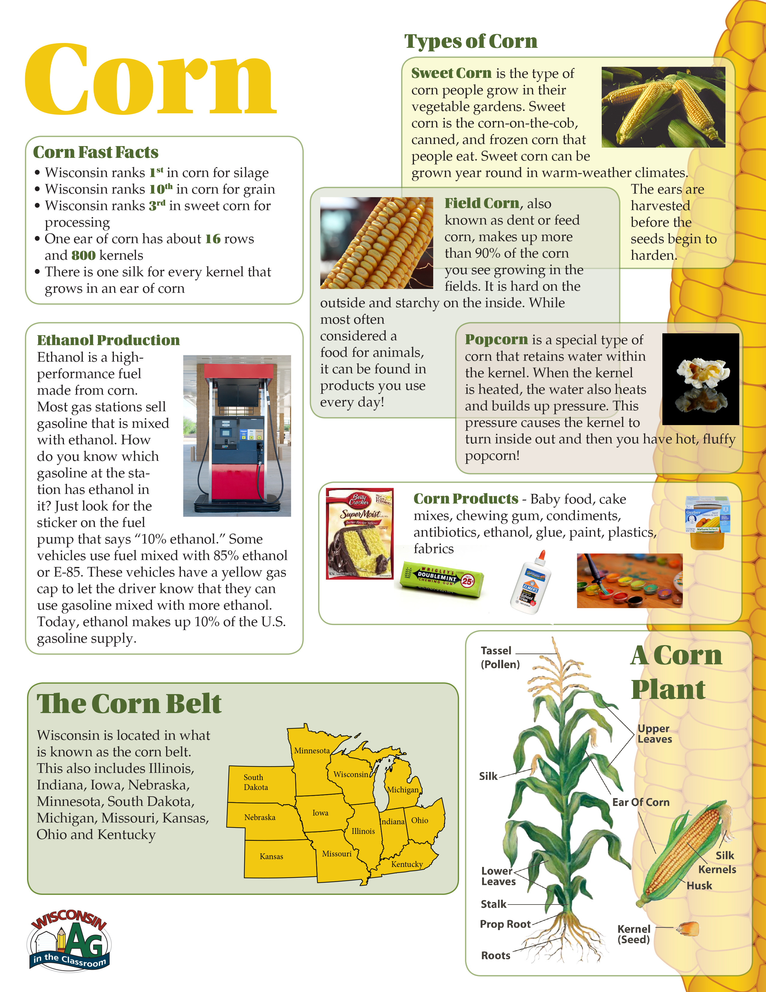 Corn Fact Sheet